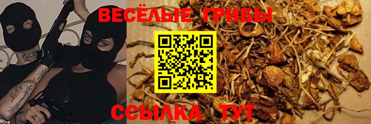 Псилоцибиновые грибы прущие грибы Алексеевка
